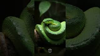 Green Snake Dream Meaning shorts snake snakevideo mrajalastories [upl. by Ilajna434]