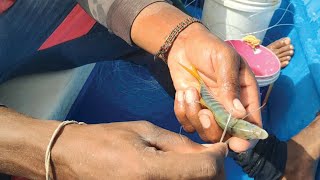 Handline fishing new method And techniques USING LIVE FISH BAITS [upl. by Ecnaled]