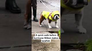 Bulldog Rocky’s diary on Hurricane Milton3  a walk before its arrival [upl. by Barrett]