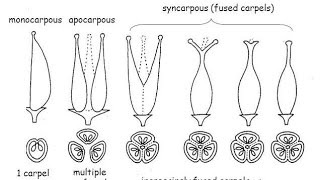 Difference Between Apocarpous And Syncarpous Pistil In HindiUrdu [upl. by Inahpit680]