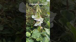 Crotolaria verrucosa a medicinal plant of Odisha medicinal mahanadiriver odisha [upl. by Marquita]