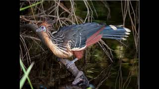 Opisthocomus hoazin Hoatzin [upl. by Renata]