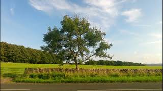 Ash  Fraxinus excelsior  British Trees [upl. by Ginger867]