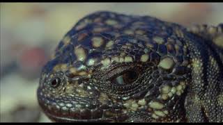 Earth  Un Giorno Straordinario  Baby Iguana VS Serpenti  Clip dal Film  HD [upl. by Patrizio]