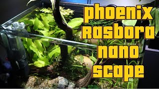 Building a 4 Gallon Phoenix Rasbora Nano Scape [upl. by Latoyia]