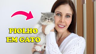 TUDO sobre PIOLHO em GATOS  Gatil Hauser [upl. by Chic]