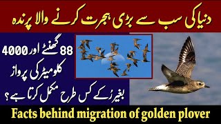 golden plover bird migration story  interesting facts about golden plover bird  Amir Abbasi [upl. by Akkimat]