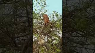 Tiger fight with monkey in babool tree [upl. by Alegnasor931]