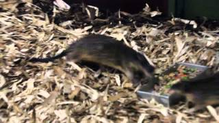 Australische Vissende Ratten  Rakali  Zoo Antwerpen [upl. by Kelwunn]