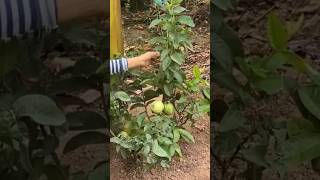 New technique for growing guava plant guavagrafting guava fruitfarming farming viral shorts [upl. by Dalia153]