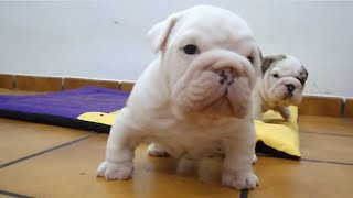 CACHORROS BULLDOG INGLES  ENGLISH BULLDOG PUPPIES  FUNNY DOG [upl. by Cos196]