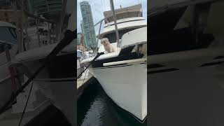 Dan Bilzerian dog play on yacht [upl. by Masao]