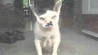 The Hitler cat [upl. by Averyl]