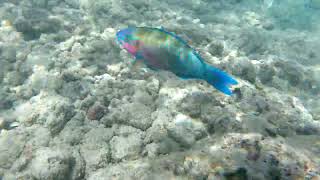 Snorkeling at Hanauma Bay Nature Preserve Hawaii snorkeling hawaii oahu hanaumabay [upl. by Olag512]