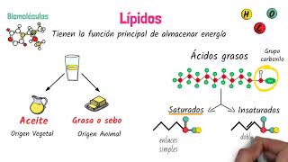 Lípidos Biomoléculas [upl. by Swithin376]