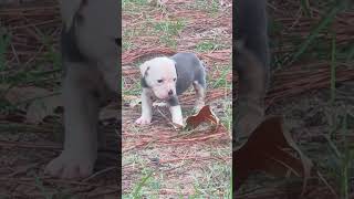 Olde English Bulldogges New Litter Ready To Go Home Soon [upl. by Eelyme149]