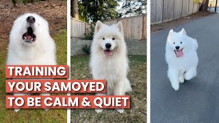 How To Train Your Samoyed To Be Calm and Quiet  Reactive Dog Training [upl. by Anitnatsnoc]