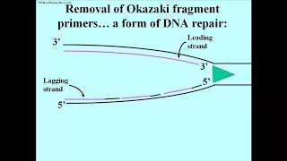 182 Replication Elongation in E coli [upl. by Aibara837]