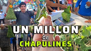 🦗😱MAS DE 1000000 MILLON DE CHAPULINES En este pueblo de la COSTA de Oaxaca [upl. by Reggy131]