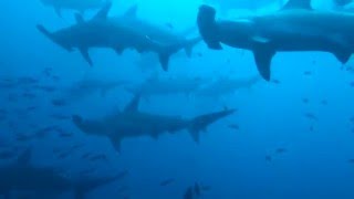 Hammerhead shark school Galapagos [upl. by Aynwat]