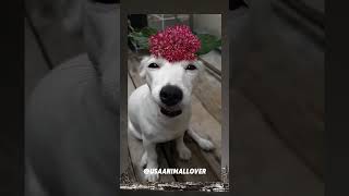 Just Baby Dog viralvideo cat trending funny animalrights usa cute animalwelfare pets [upl. by Shepherd]