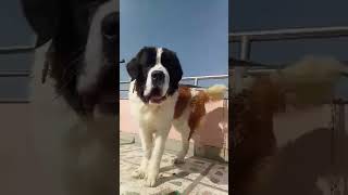 Barking of saint bernard [upl. by Aymer]