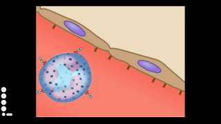 The Basic Inflammatory Response [upl. by Ahsenrad]