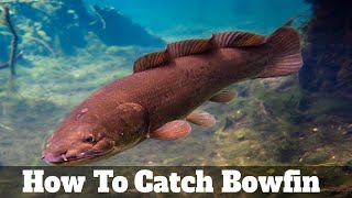 How To Catch amp Fish For Bowfin Grinnell Swamp Trout Mudfish Freshwater Dogfish Choupique [upl. by Lirrehs]