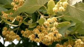 Tilia cordata  smallleaved lime [upl. by Oigufer991]