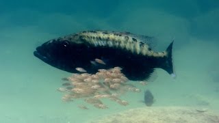 Baby fish hide inside mothers mouth  Animal Super Parents Episode 1 Preview  BBC One [upl. by Gorga]