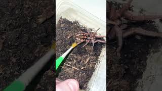 HAPALOPUS FORMOSUS von der Messe ins Eigenheim arachnids hobby tarantula best arachnophobia [upl. by Ocirred]