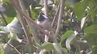 BlackCapped Chickadee sings [upl. by Reitman]