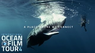 International OCEAN FILM TOUR  OCEAN LIFE [upl. by Sheba]