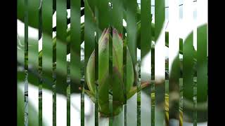 Pollination of Dragon Fruit Pitaya Pitahaya Queensland Australia [upl. by Artinek130]