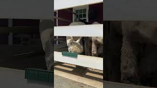 Noshing at the Feeding Troughs 🦙 😋 [upl. by Still]