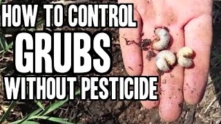 How to Eliminate Grubs in Your Lawn or Garden without Pesticide [upl. by Nosemyaj997]