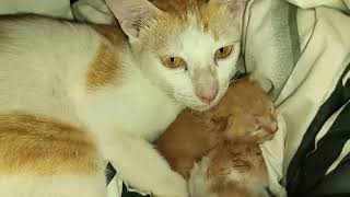 Heartwarming Moment Mother Cat Gently Moves Her Kittens with Love [upl. by Assen]