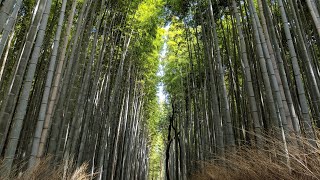 Arashiyama Bamboo Grove  Things To Do in Kyoto Japan [upl. by Embry]