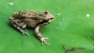 Frog Pond  Build a Pond for Frogs  Part 1 [upl. by Wolfram542]