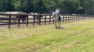 Percheron mare riding [upl. by Enasus]