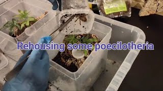 Rehousing some poecilotheria [upl. by Nal]