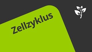 Gut erklärt Die Phasen des Zellzyklus  Biologie  Genetik [upl. by Rosio]