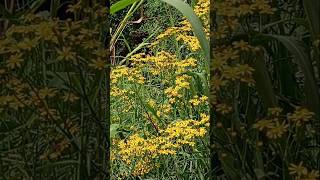 🌼Senecio brasiliensis Mariamole🌼Flor das almas Tasneirinha Canguçu em coressantacatarinabrasil [upl. by Sarajane]