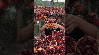 Sweet pomegranate cutting skill very satisfying fresh fruit fruitcutting [upl. by Veda]