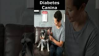 🐾 Diabetes Canina💉 [upl. by Marshal]