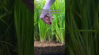 Fish plant planting good tips aquarium fish fishtank plants fishtankmaintenance [upl. by Assyral8]