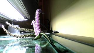 12 day timelapse two Madagascar lace plant flowers [upl. by Storz]