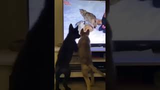 Wolfdog Puppies try to climb inside TV to reach Howling Wolves [upl. by Nakre376]