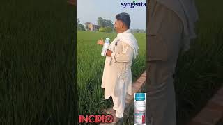 SYNGENTA INCIPIO  INSECTICIDE [upl. by Yeldarb]