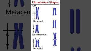 Chromosome shapes cytogenetics [upl. by Stafford890]